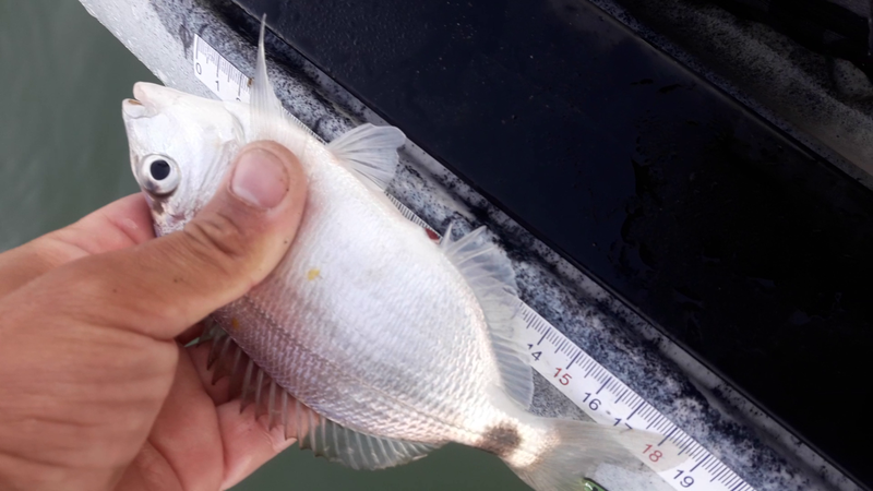 Fish Measure Picture