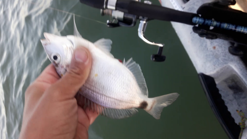 Fish Profile Picture