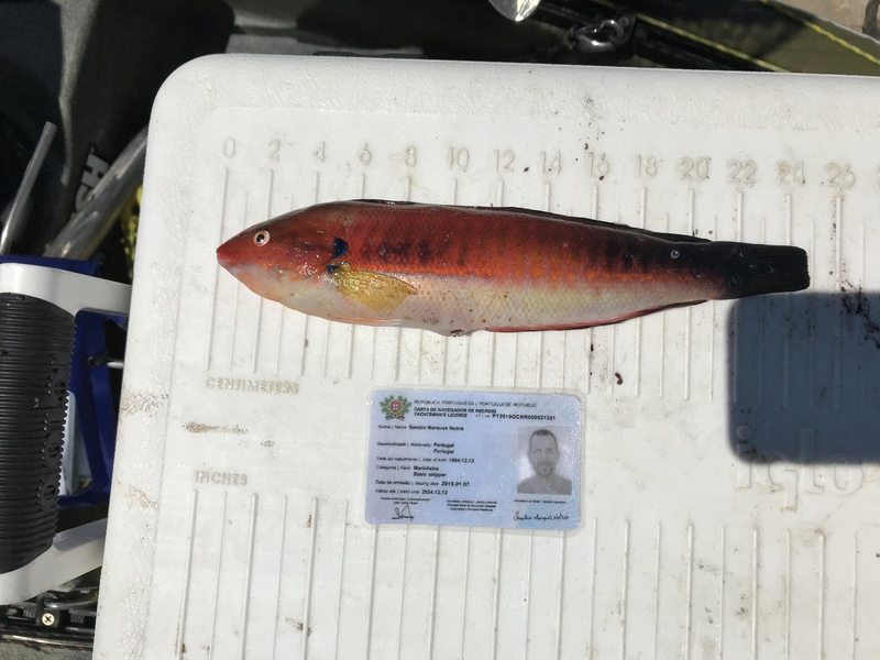 Fish Measure Picture