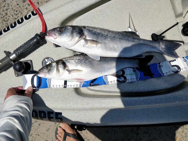 Fish Measure Picture