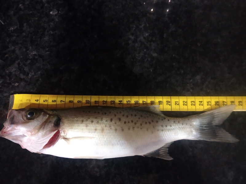 Fish Measure Picture