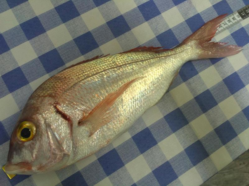 Fish Measure Picture