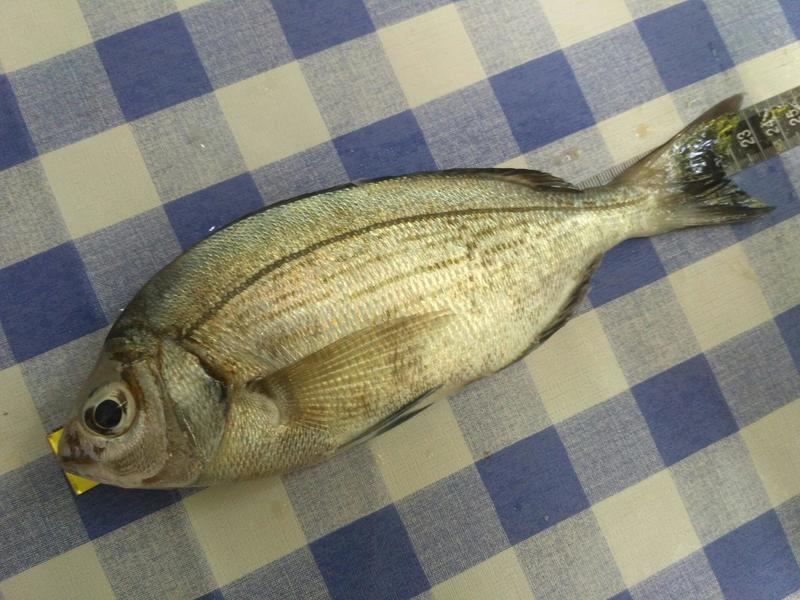 Fish Measure Picture
