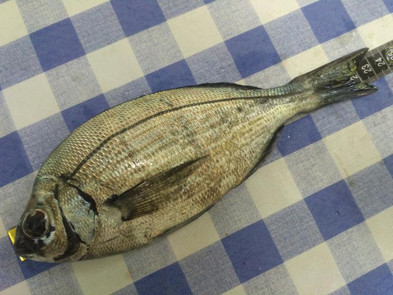 Fish Measure Picture