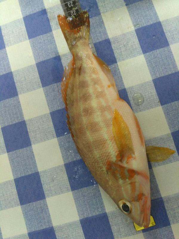 Fish Measure Picture