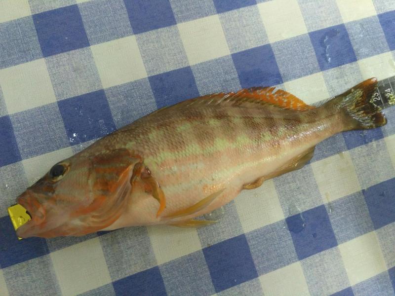 Fish Measure Picture