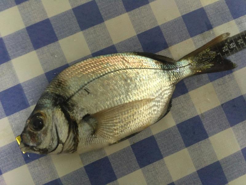 Fish Measure Picture