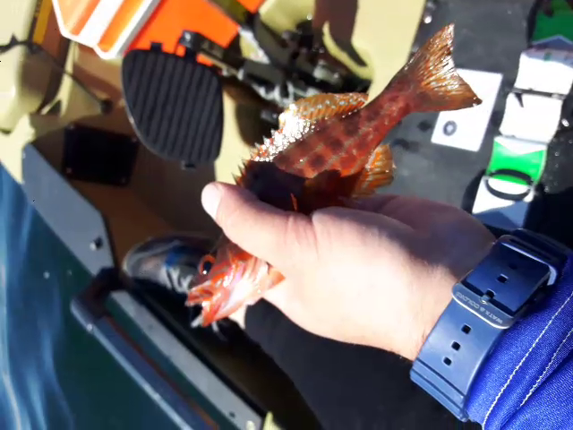 Fish Profile Picture