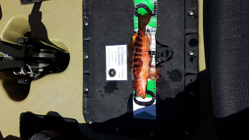 Fish Measure Picture