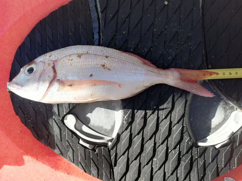 Fish Measure Picture
