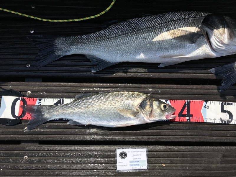 Fish Measure Picture