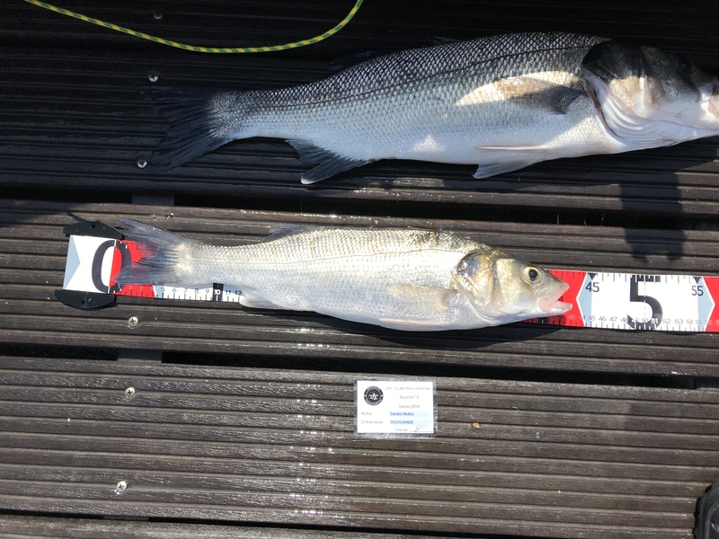 Fish Measure Picture