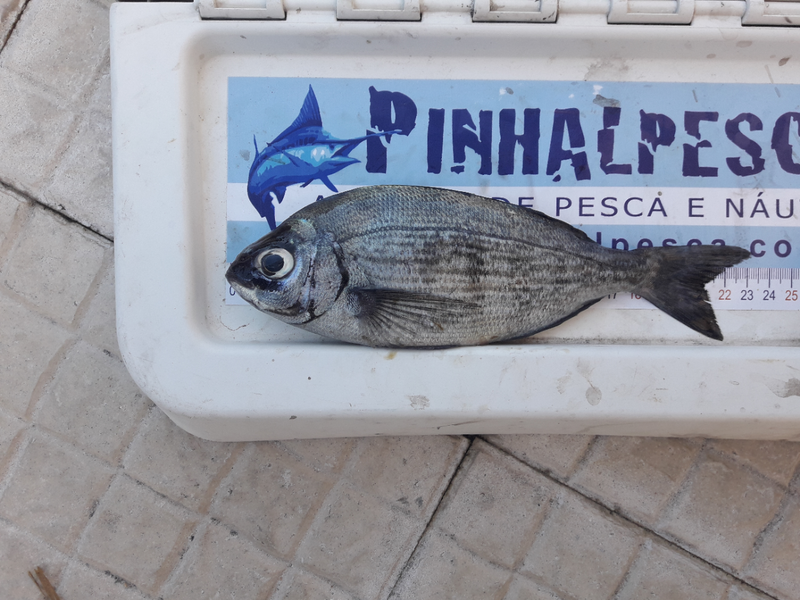 Fish Measure Picture