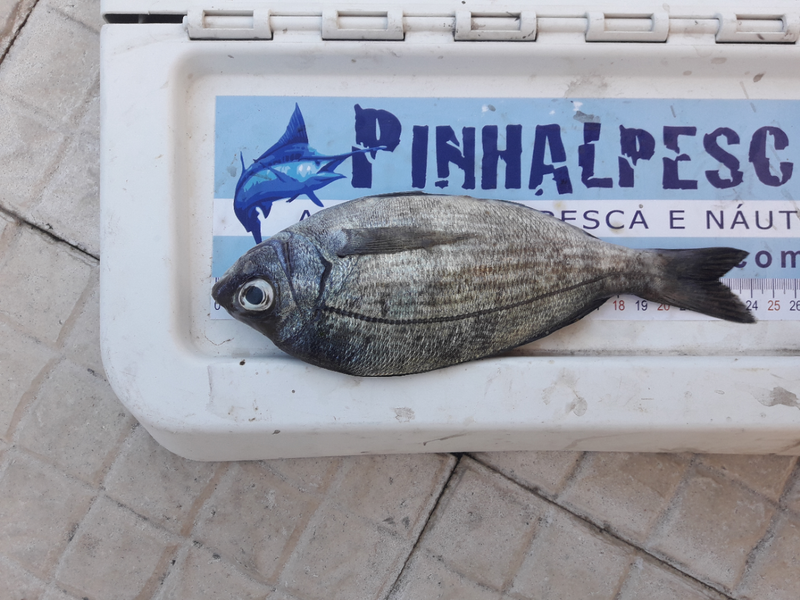 Fish Measure Picture