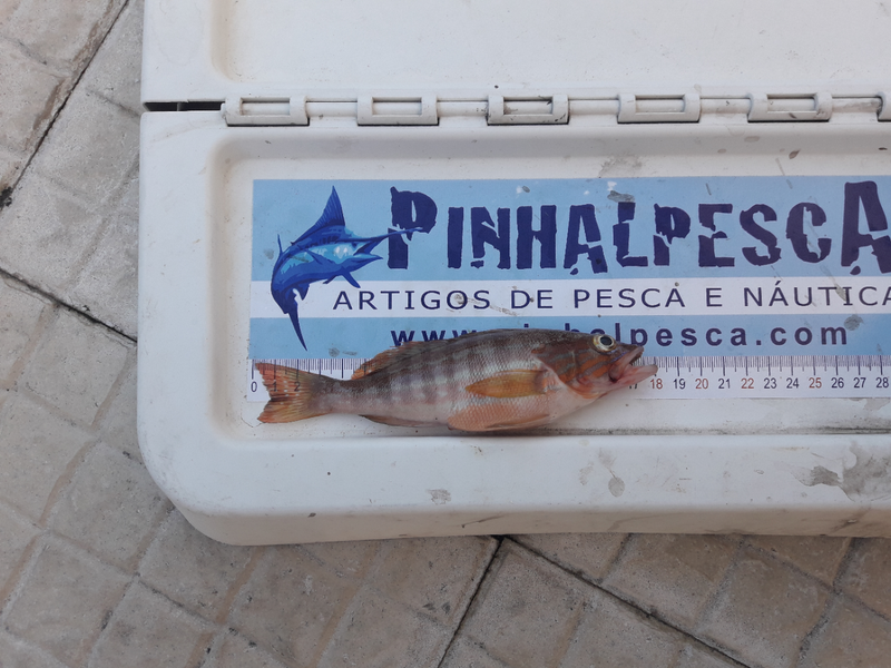 Fish Measure Picture