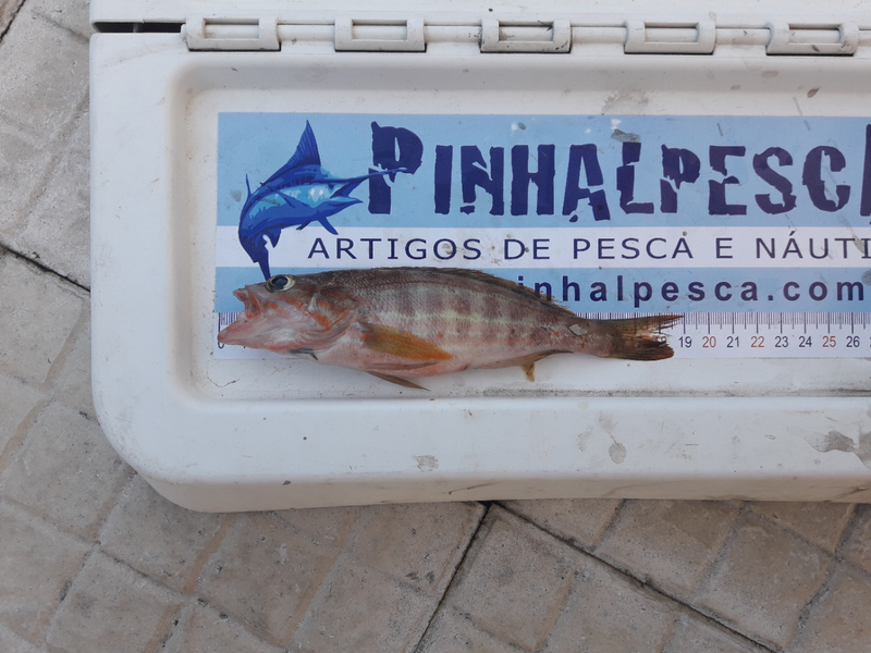Fish Measure Picture