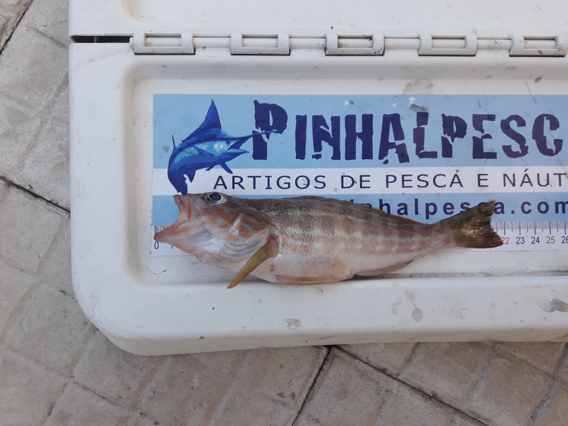 Fish Measure Picture