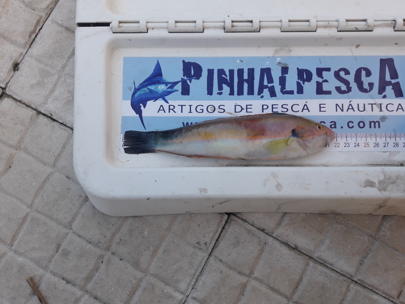 Fish Measure Picture