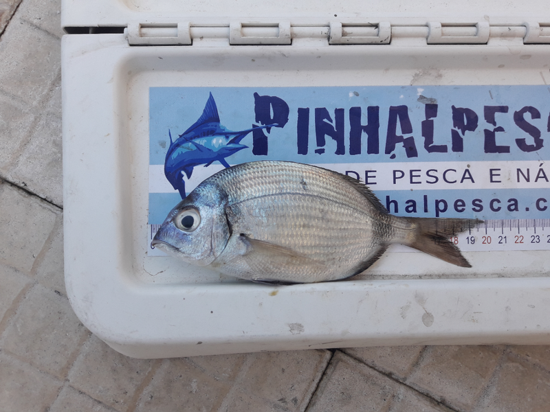 Fish Measure Picture