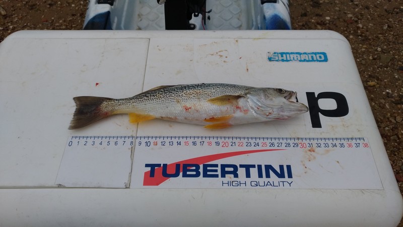 Fish Measure Picture