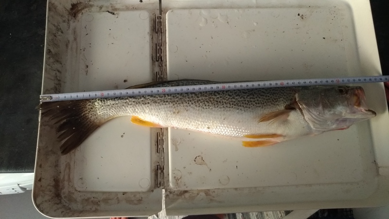 Fish Measure Picture