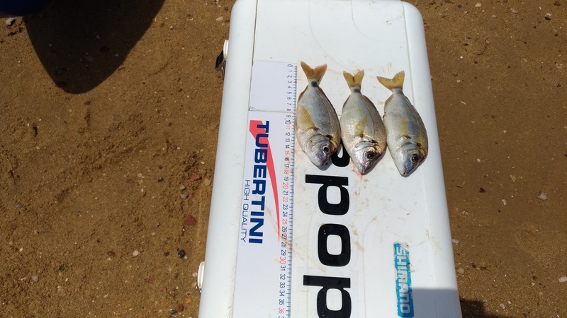 Fish Measure Picture