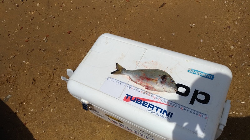Fish Measure Picture