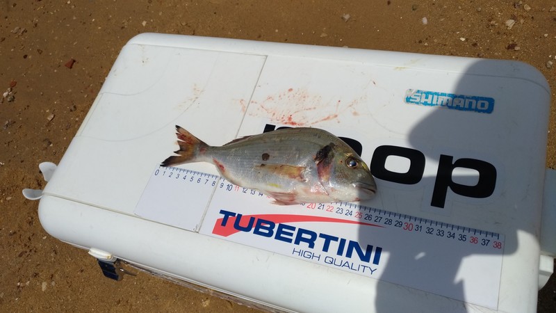 Fish Measure Picture