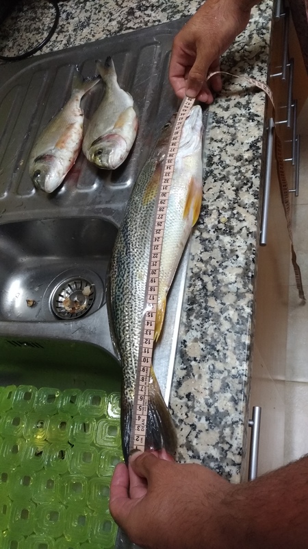 Fish Measure Picture