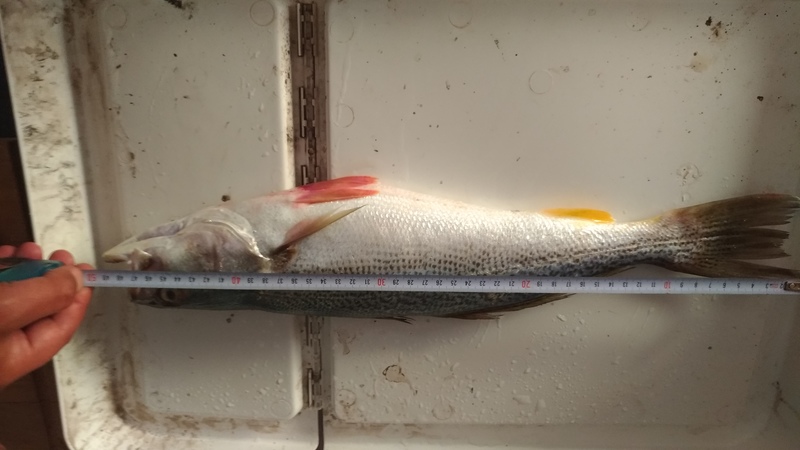 Fish Measure Picture