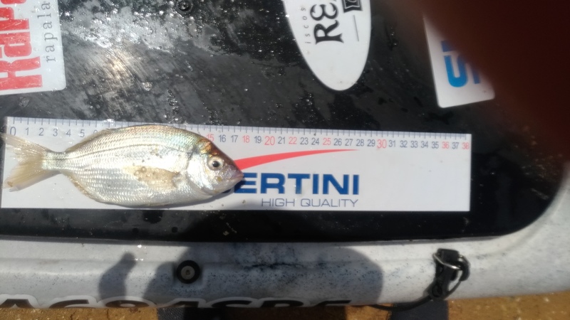 Fish Measure Picture