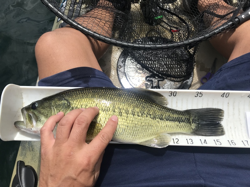Fish Measure Picture
