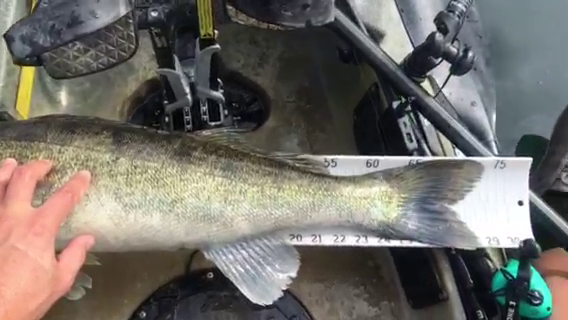 Fish Measure Picture