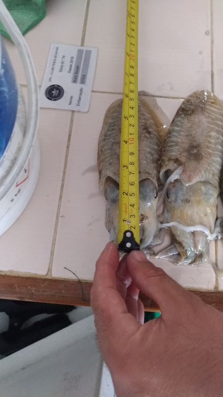 Fish Measure Picture