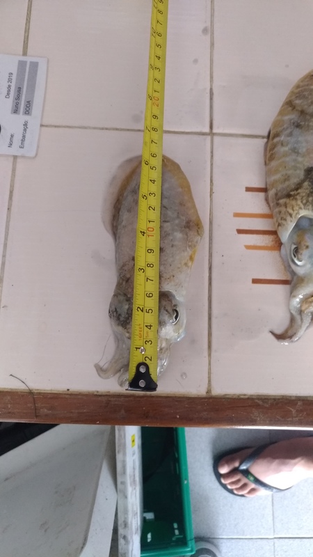 Fish Measure Picture