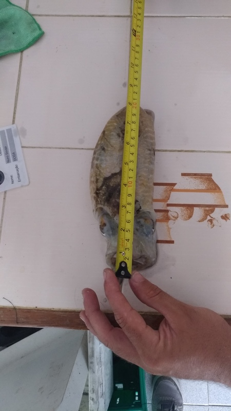 Fish Measure Picture