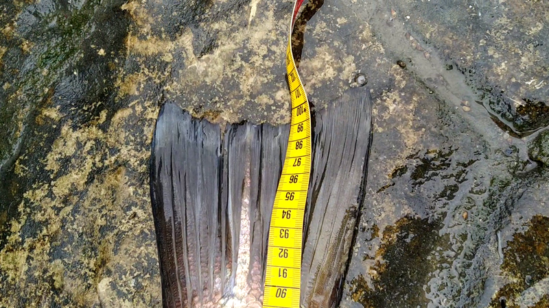 Fish Measure Picture