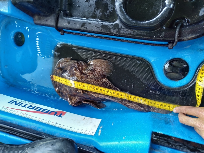 Fish Measure Picture