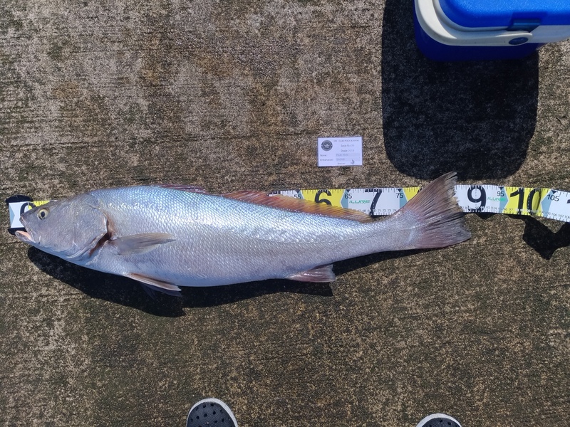 Fish Measure Picture