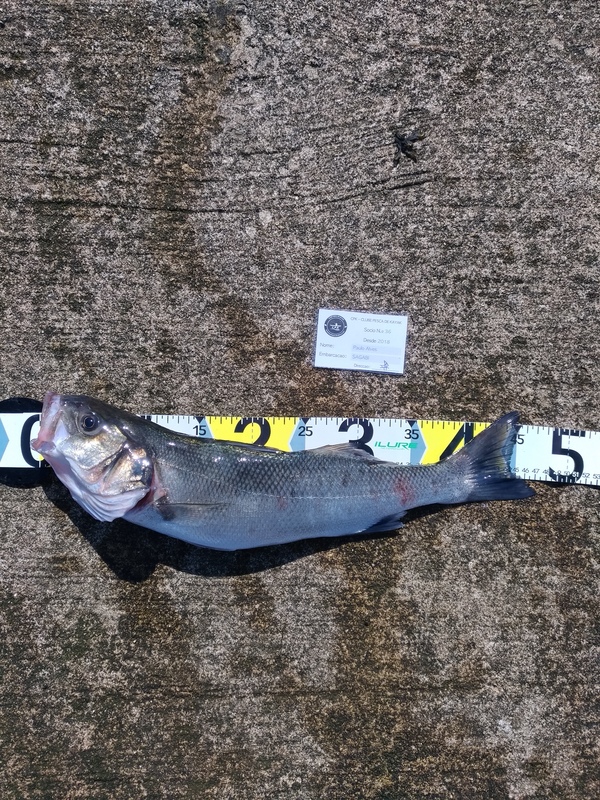 Fish Measure Picture