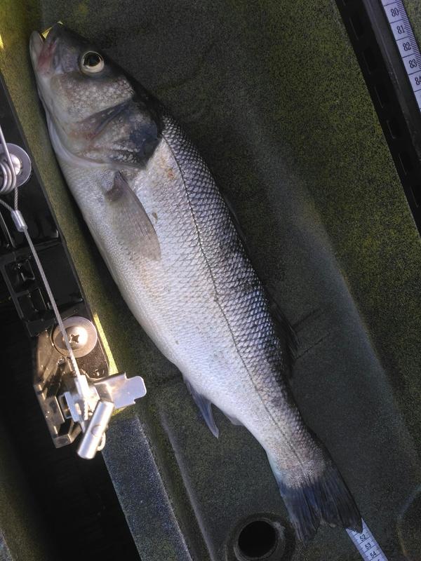 Fish Measure Picture