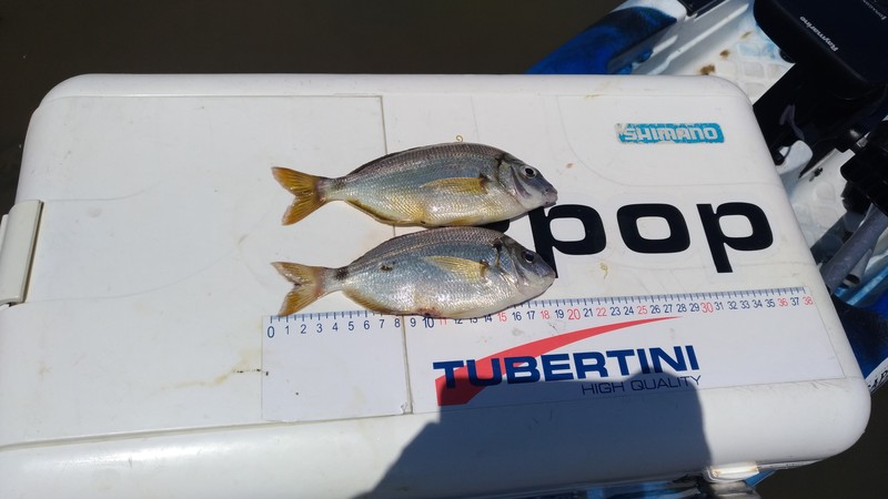 Fish Measure Picture
