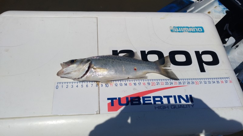 Fish Measure Picture