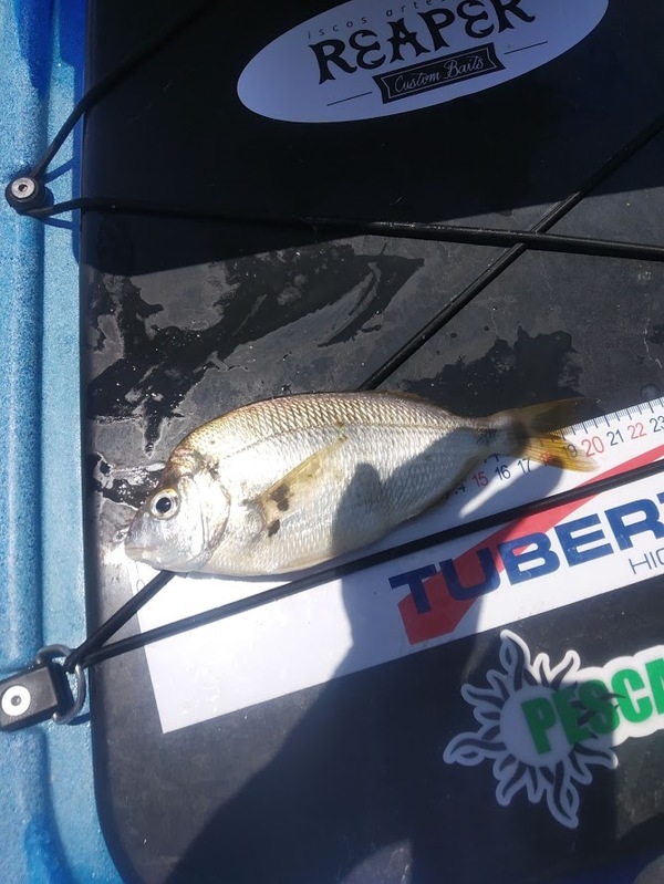 Fish Measure Picture