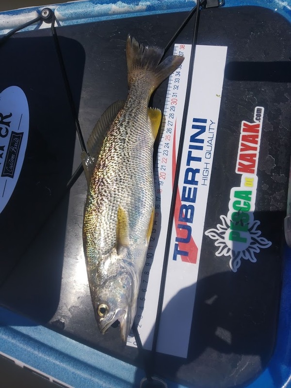 Fish Measure Picture