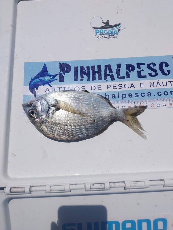 Fish Measure Picture