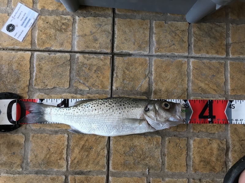 Fish Measure Picture