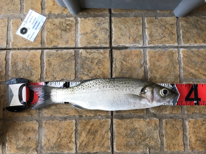Fish Measure Picture