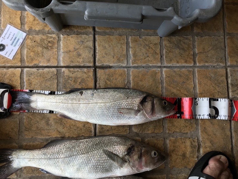 Fish Measure Picture