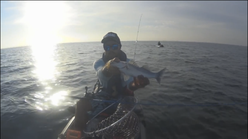 Fish Profile Picture